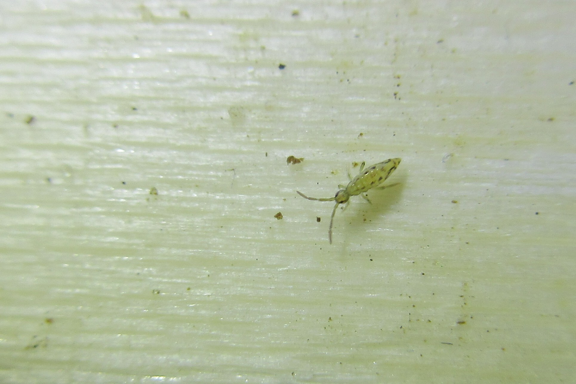 Entomobrya intermedia G.Brook, 1884