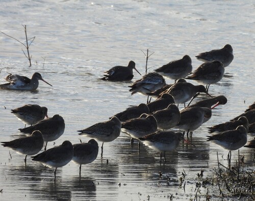 Black-tailed Godwit (Limosa limosa)
