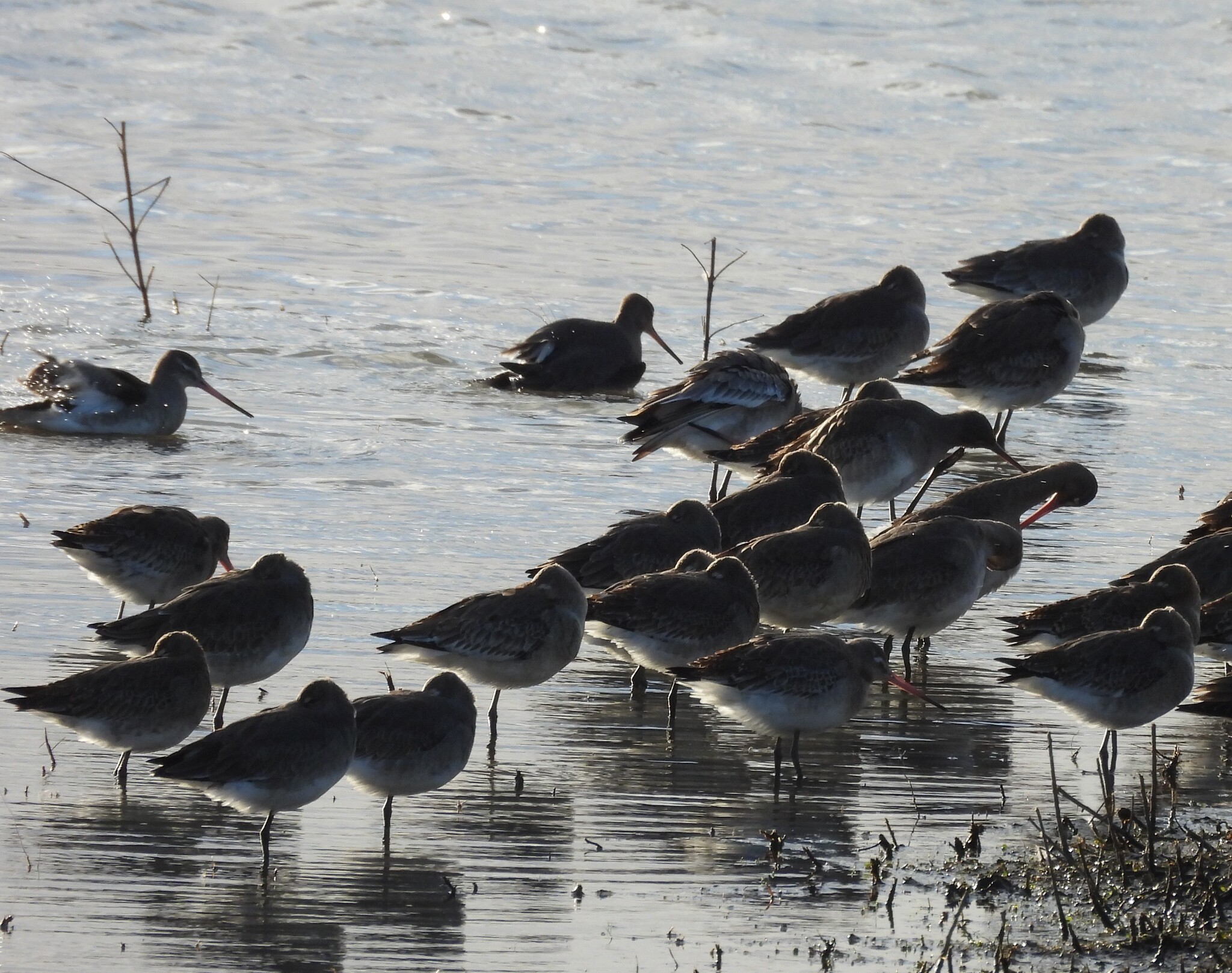 Black-tailed Godwit (Limosa limosa), photo 1