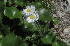 Celmisia semicordata