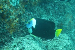 Chaetodontoplus meredithi