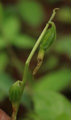 Nervilia concolor