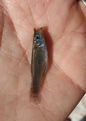 Gambusia rhizophorae