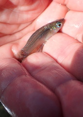 Gambusia rhizophorae