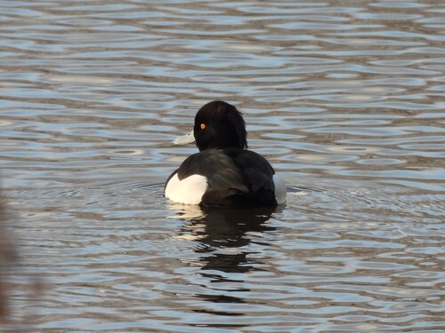 Tufted Duck (Aythya fuligula)
