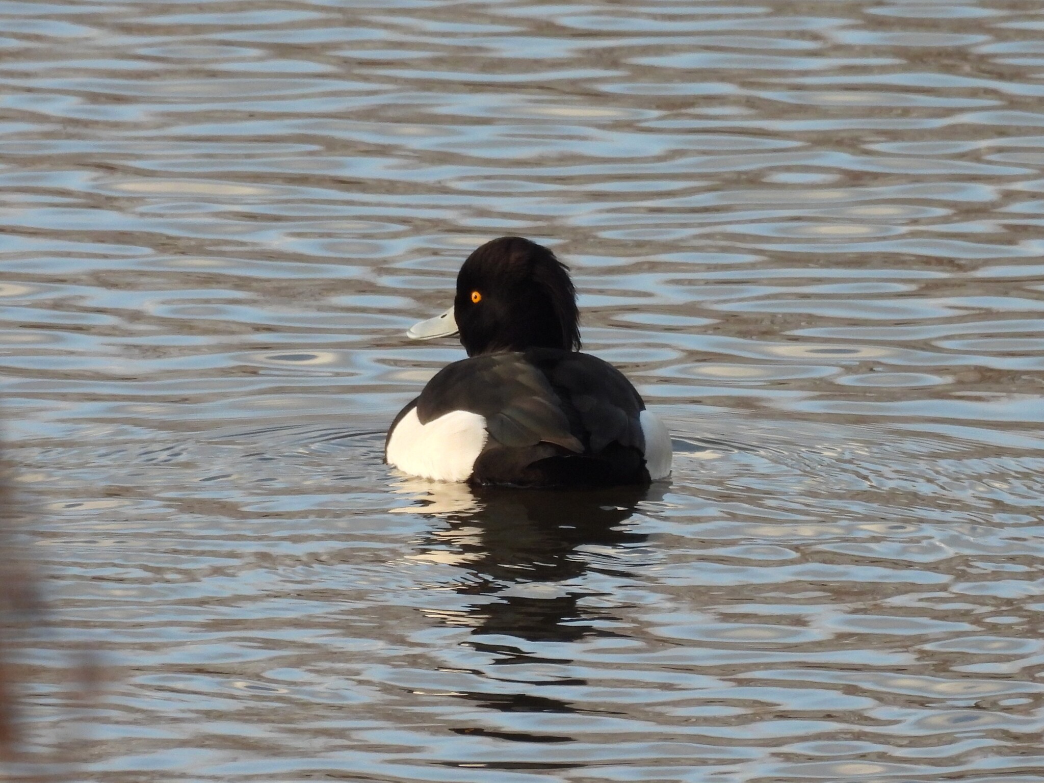Tufted Duck (Aythya fuligula), photo 1