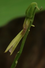 Nervilia concolor