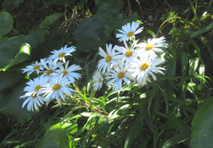 Dolichoglottis scorzoneroides