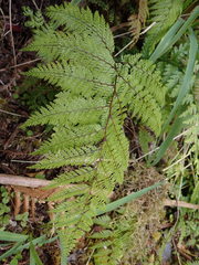 Leptolepia novae-zelandiae