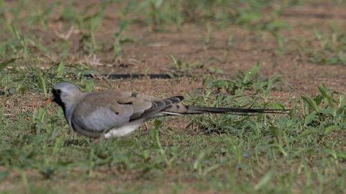 Mainland Namaqua Dove