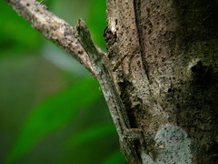Draco obscurus