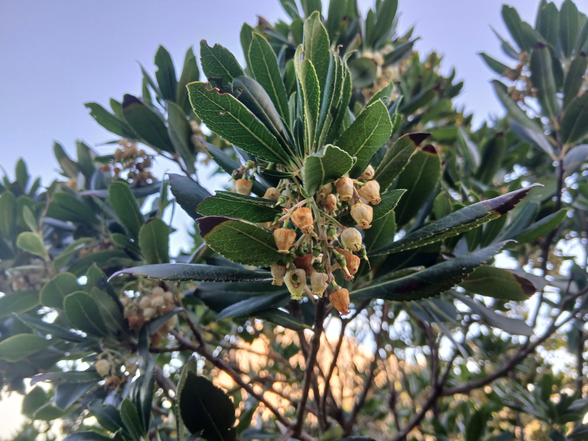 Irish Strawberry Tree (Arbutus unedo)