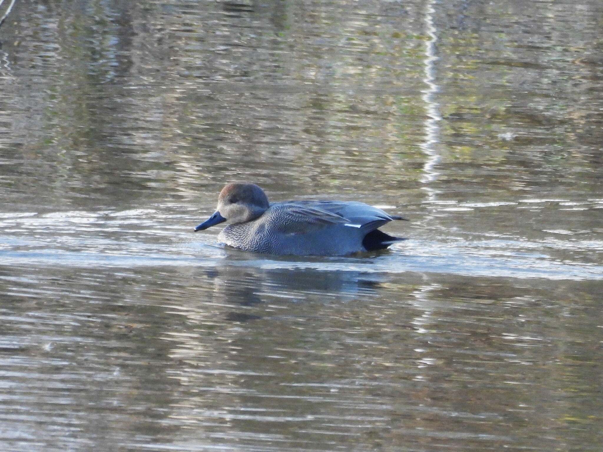 Gadwall (Mareca strepera), photo 7