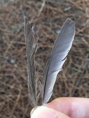 Muscicapa striata