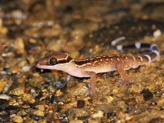 Cyrtodactylus oldhami