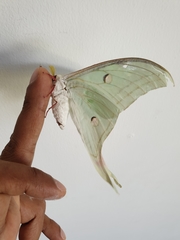Actias selene