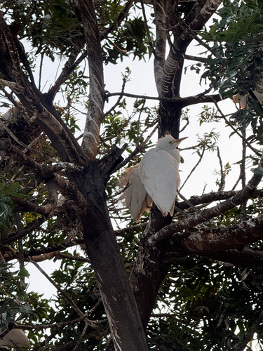 Western Cattle-Egret