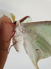 Actias selene