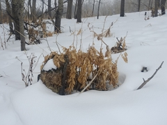 Dictamnus angustifolius