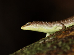 Dasia olivacea