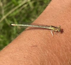 Platycnemis pennipes