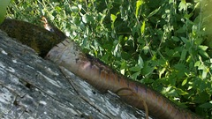 Drymarchon melanurus