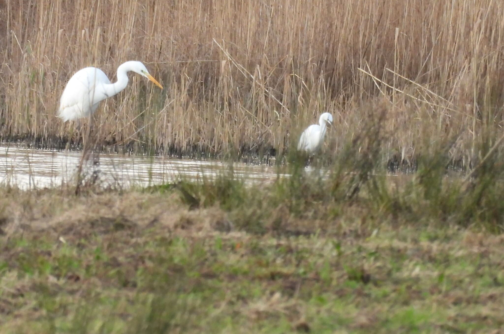 Great Egret (Ardea alba), photo 1