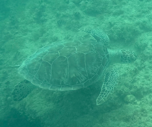 Chelonia mydas
