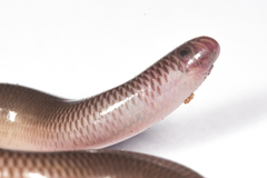 Blackish Blind Snake photo 2