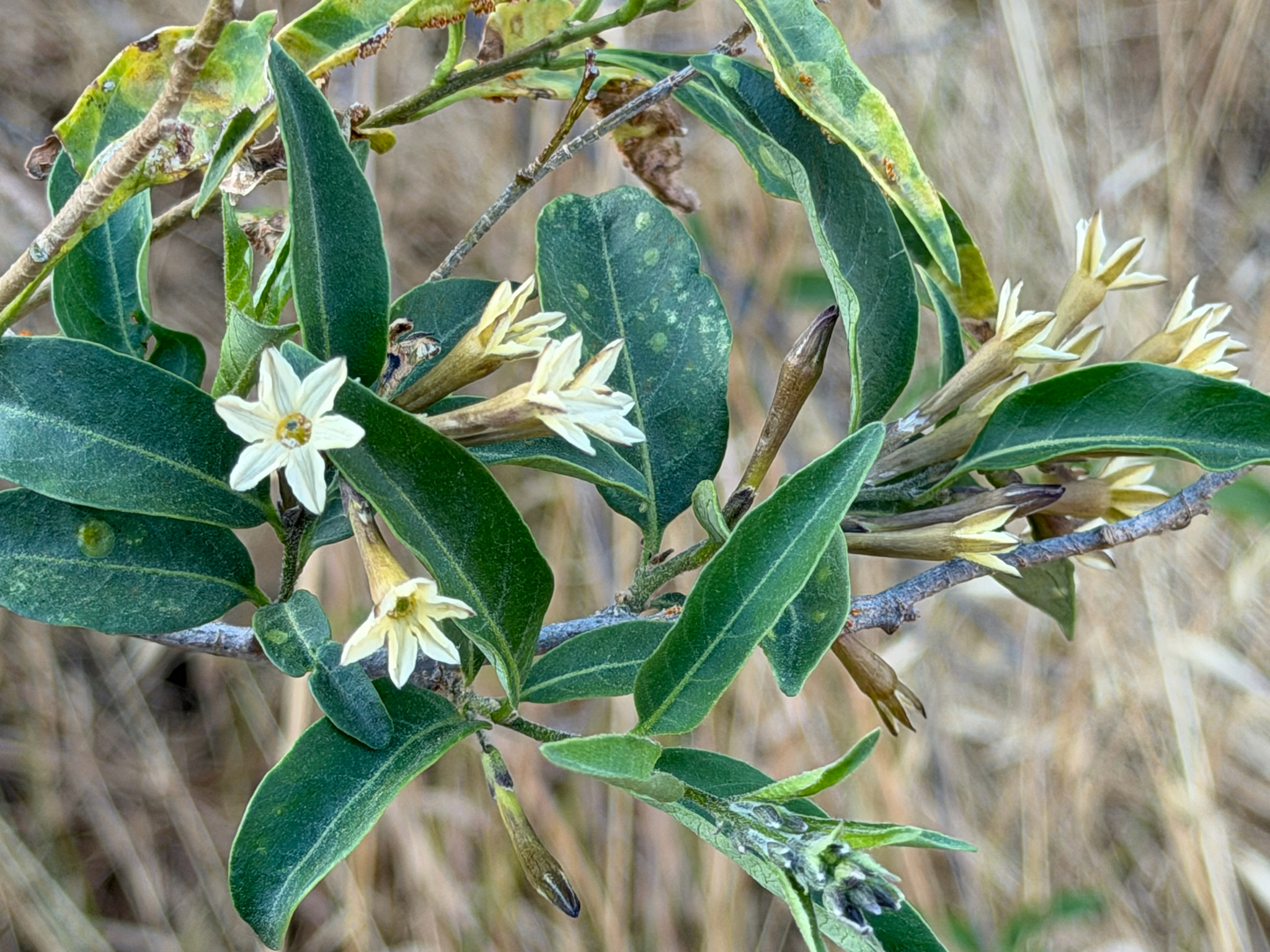 Duraznillo negro
