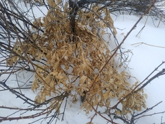 Dictamnus angustifolius