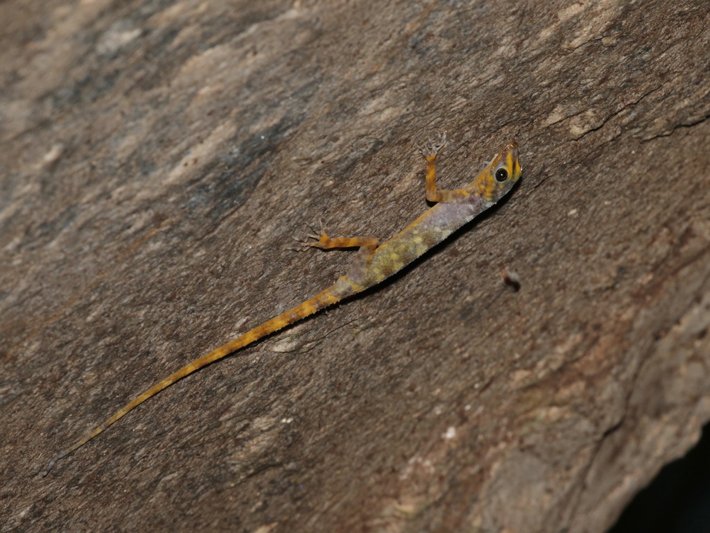 Niyomwan's Rock Gecko
