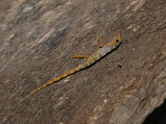 Cnemaspis omari
