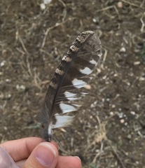 Otus scops