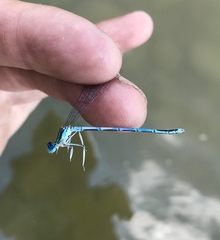 Platycnemis pennipes