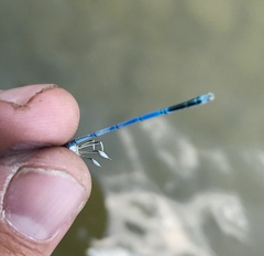 Platycnemis pennipes