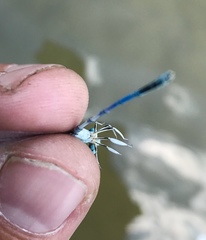 Platycnemis pennipes