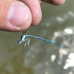 Platycnemis pennipes