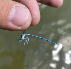 Platycnemis pennipes