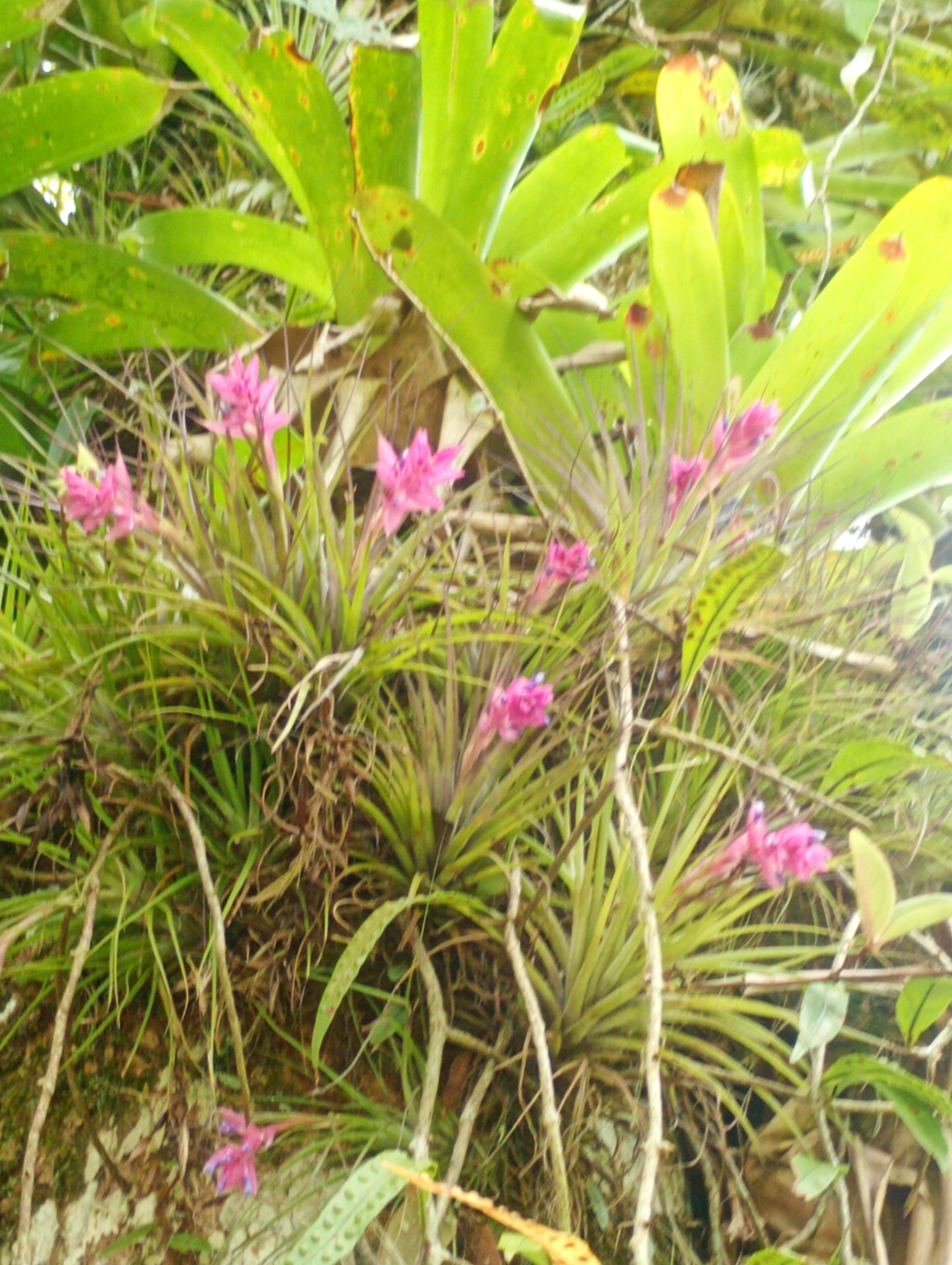 Imagem de Cravo-do-mato