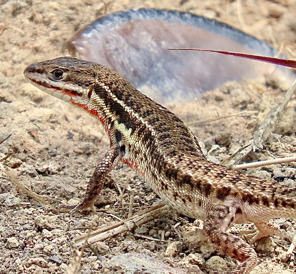Ichnotropis longicorpa