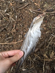 Columba livia domestica