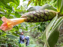 Costus acreanus
