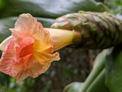 Costus acreanus