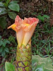 Costus acreanus
