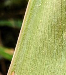 Costus acreanus