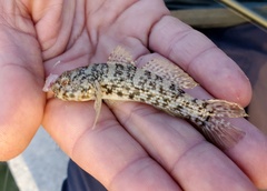 Bathygobius lacertus