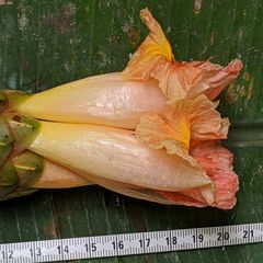 Costus acreanus