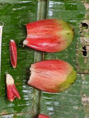 Costus acreanus
