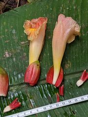 Costus acreanus